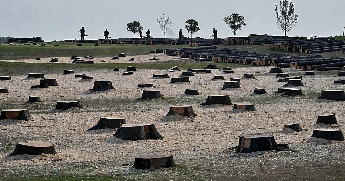 Tree stumps and felled timber scattered across a golf course with worker silhouettes among remaining trees